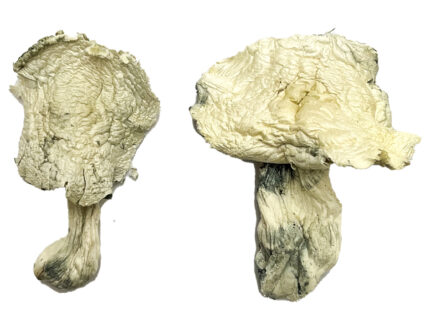 Albino Zilla Magic Mushrooms