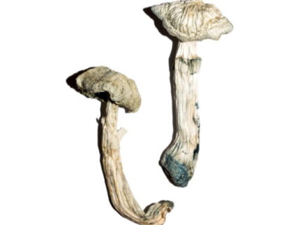 Avery’s Albino Magic Mushrooms