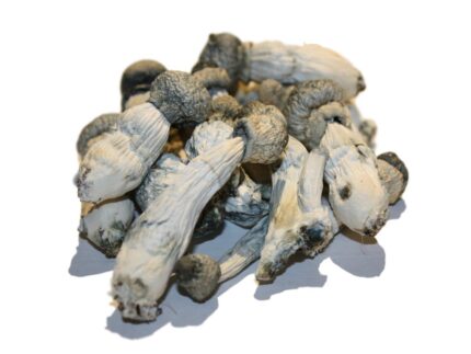 Buy Albino Penis Envy Mushrooms Online