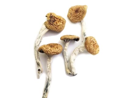 Buy Burma Magic Mushrooms Online