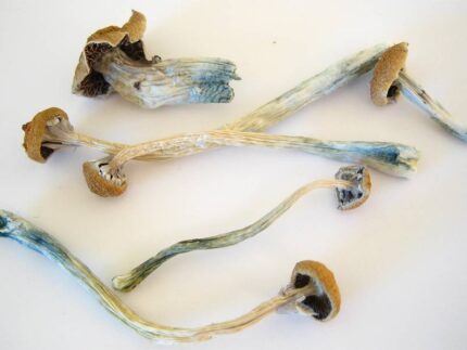Buy Liberty Cap Magic Mushrooms Online