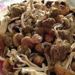 Buy Liberty Caps Mushrooms