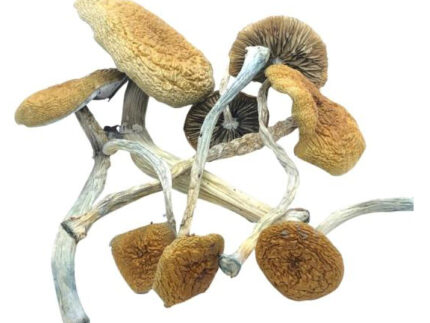Buy Mazatapec Magic Mushrooms Online