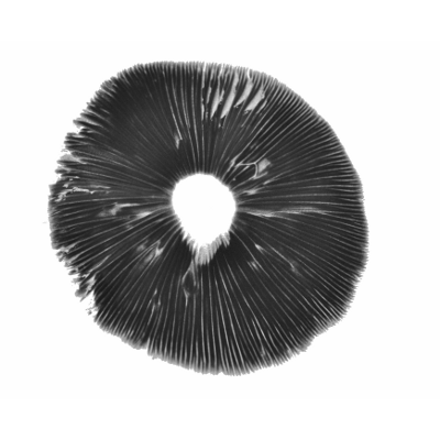 Premium Panaeolus Cyanescens spore print for research and cultivation at Psychedelic Schroom