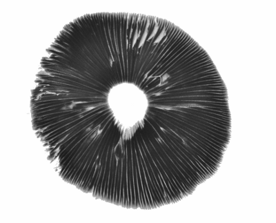Thai Koh Samui psilocybe cubensis spore print
