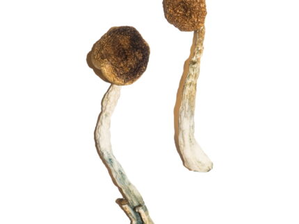 Treasure Coast Magic Mushrooms