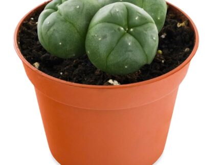 Peyote Cactus